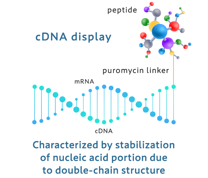 cDNA display